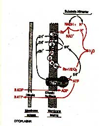 efeito_cinesio_diabetes